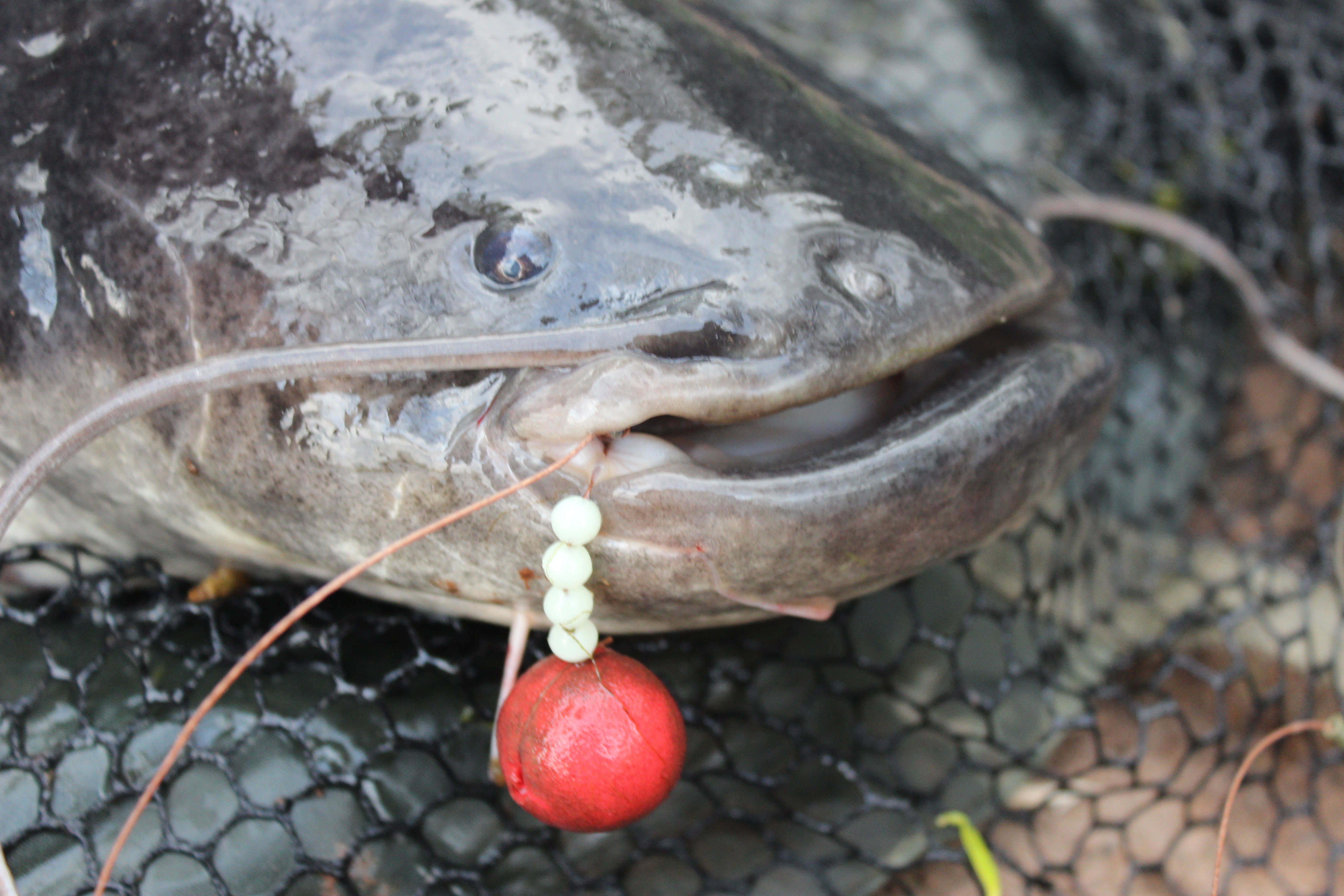 April 'cat' Fishing Blog » Lee Swords Fishing - Lee Swords Fishing 