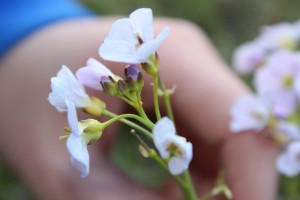 Orange tip egg