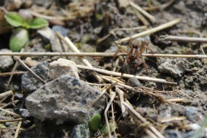 wolf spider