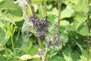 Caterpillars at Bowden Houstead