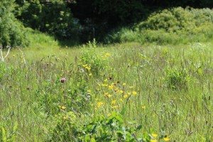 Bowden Houstead Field coming into bloom