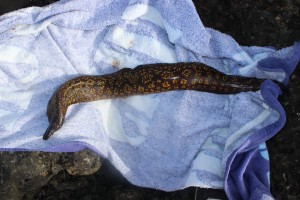 Moray eel at Costa Teguise Playa Bastion