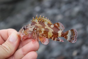 Scorpion fish from Costa Teguise