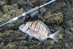 Sea Bream or Sargo from Costa Teguise 