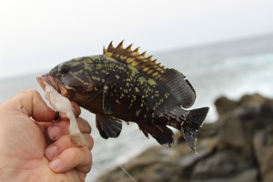 A Dusky Grouper from Costa Tegu