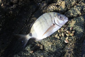 Sargo on foraged baits at Costa Teguise 