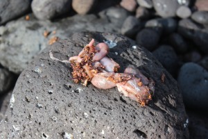 the guts of a sargo...full of urchins spines