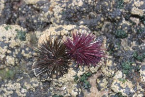 sea urchins