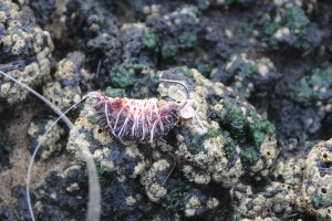 rigged up sea urchin