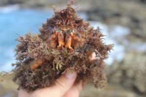 spider crabs at Costa Teguse