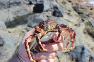 crabs at Costa Teguise