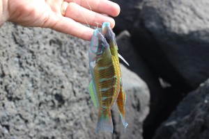 two ornate wrasse on the same rig