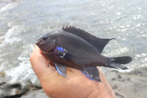 Black Sea Perch at Costa Teguise