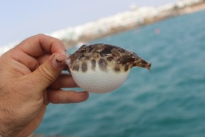 puffer fish lanzarote