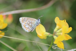 Common Blue