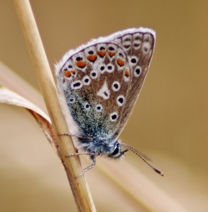 Common Blue