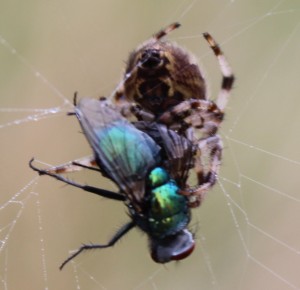 a.diadematus with greenbottle