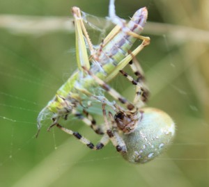 quadratus having dinner