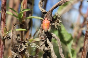 shield bug