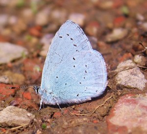 Holly Blue