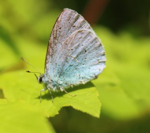 Holly Blue