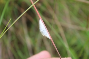 burnet moth cocoon