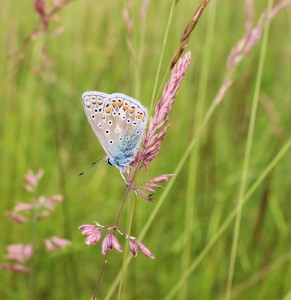 Common Blue Butterfly