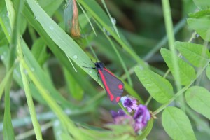 Cinabar Moth