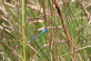 Common Blue Damselfly