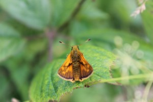 Large Skipper