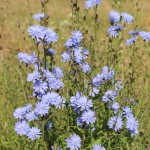 Wild Chicory