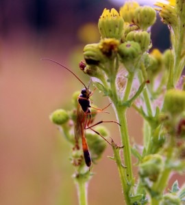 Ichneumon wasp