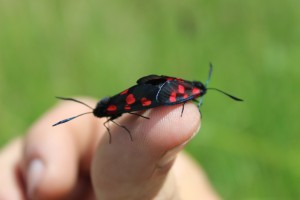 A mated pair of Burnetts