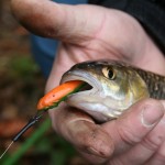 chub on lures