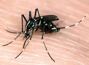 mosquito_468x343