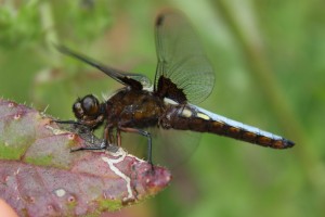 dragon fly bowden Houstead