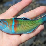 Ornate Wrasse