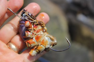 crab bait