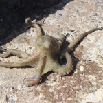 octopus going back costa teguise