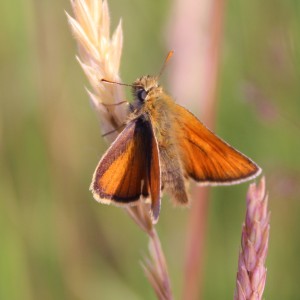 Skipper butterfly