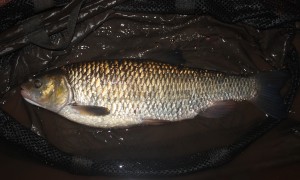 6lb 9oz chub on the mat