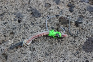 bait stripped at lanzarote