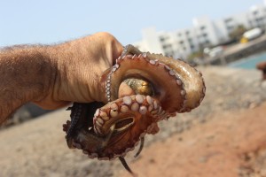 Octopus at Lanza