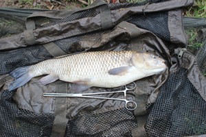 chub river wye