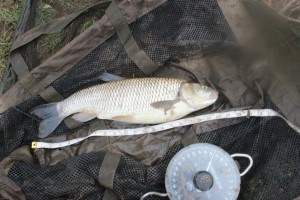 chub river wye 5lb