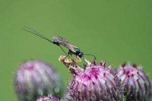 ichneumon wasp