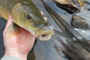 Comizo Barbel head