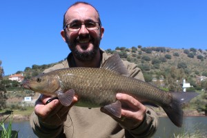 Small headed barbel luciobarbus microcephalus