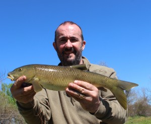 Bocagei barbel 