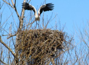 Stork on the nest